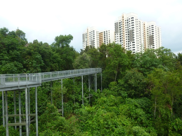 Lest you forget where you are, though, the prolific residential tower blocks of Singapore are never too far away...